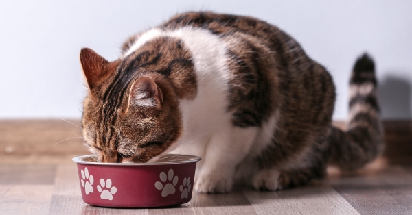 פחמימות